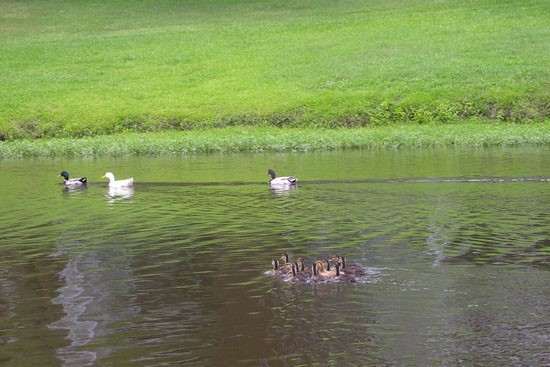Willows at Wright Island Apartments